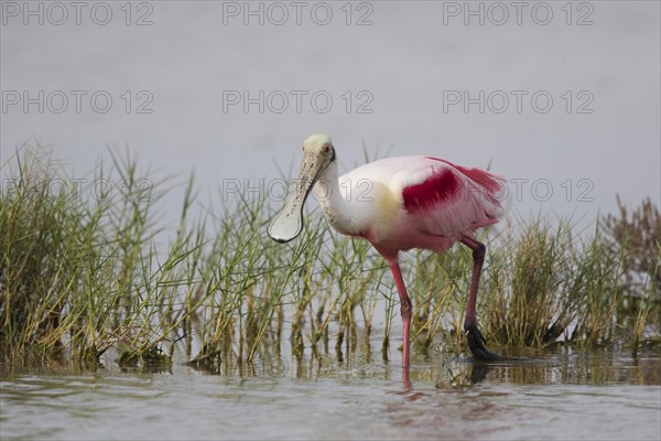 Roseate Spoonbill