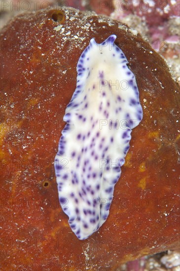 Laing Island flatworm