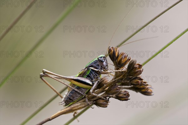 Bog Bush-cricket