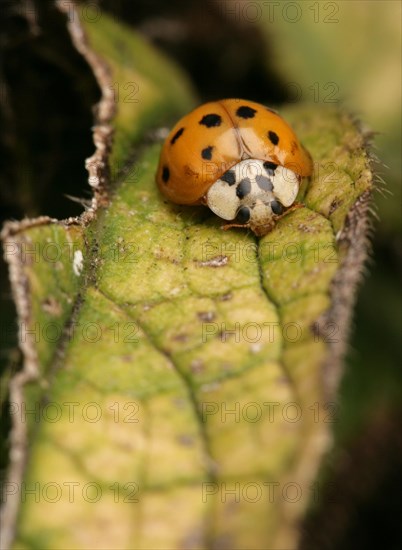 Asian Ladybird