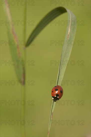 Seven-spot Ladybird