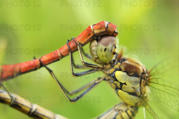 Common darters