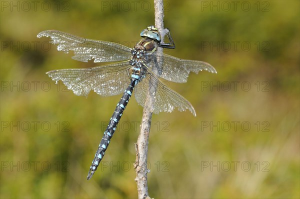 Common Hawker