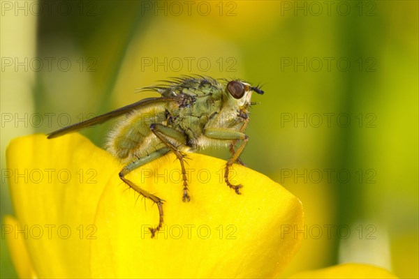 Yellow Dungfly
