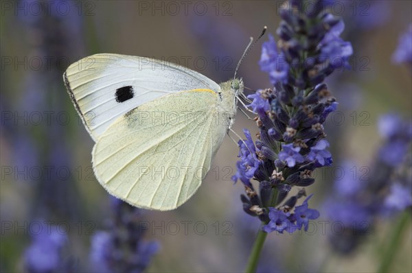 Large White