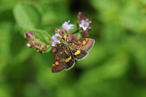 Purple borer