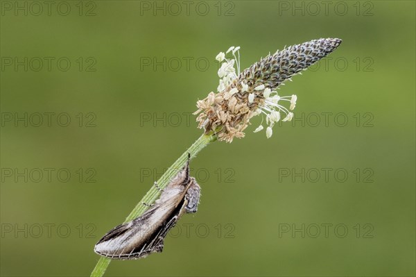 Lesser swallow prominent moth