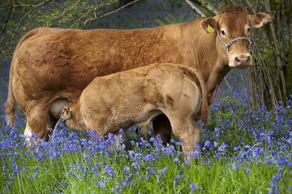 Domestic Cattle