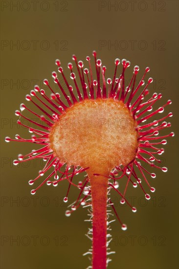 Round-leaved Sundew