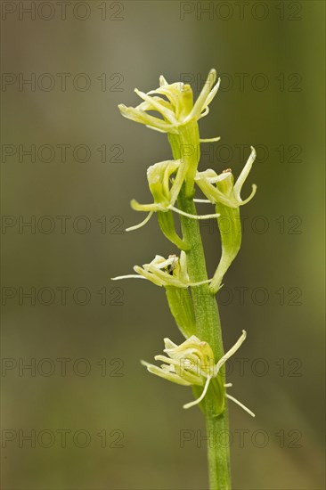 Fen orchid