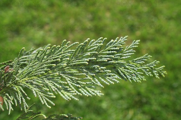 Lawson Cypress