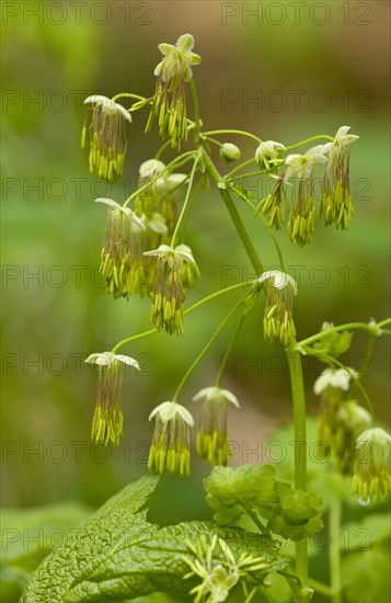 Western Meadow-rue