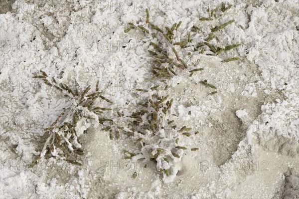 Perennial salt-encrusted glasswort