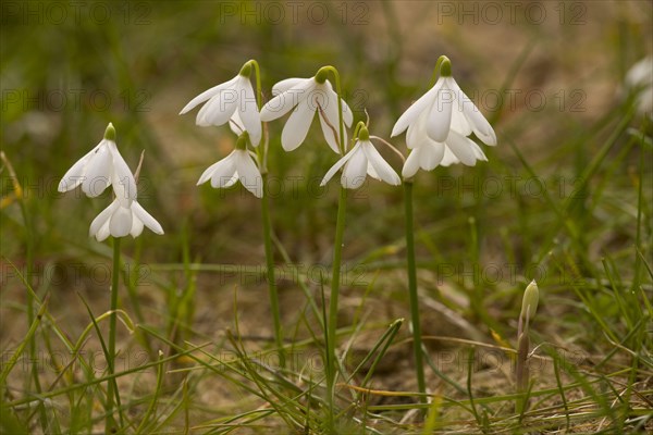 Three-leaved Snowflake