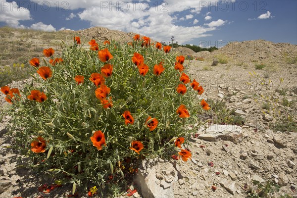 Large-flowered Horned Poppy