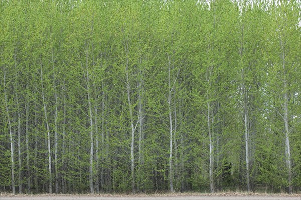 Aspen