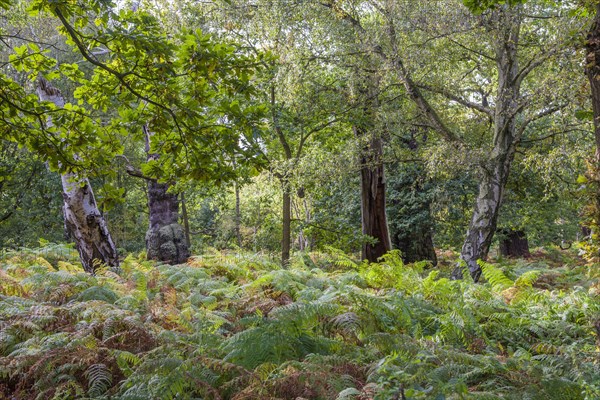 English oak