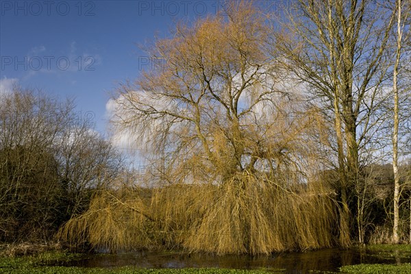 Weeping Willow