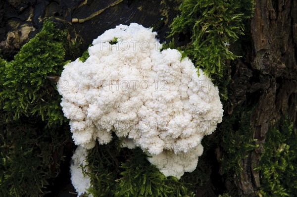 False Puffball