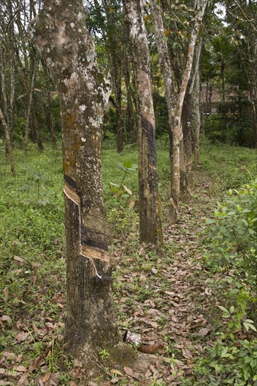 Siphonia brasiliensis