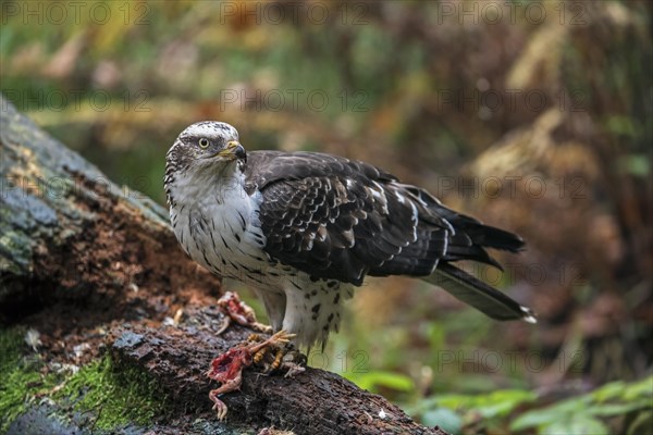 European european honey buzzard