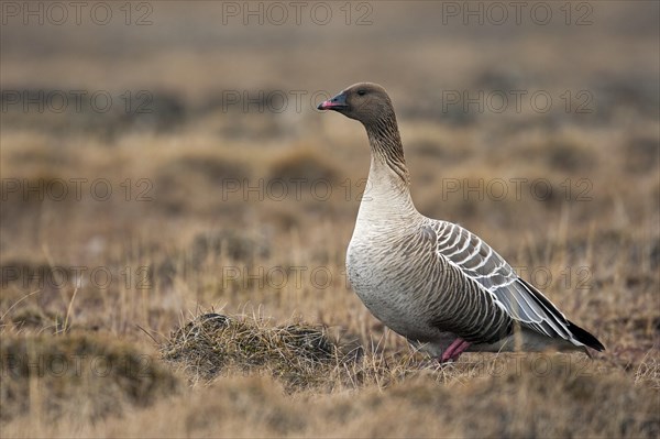 Pink-footed goose