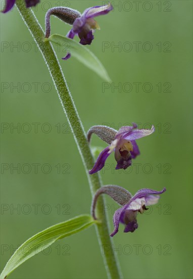 (Epipactis atrorubens)