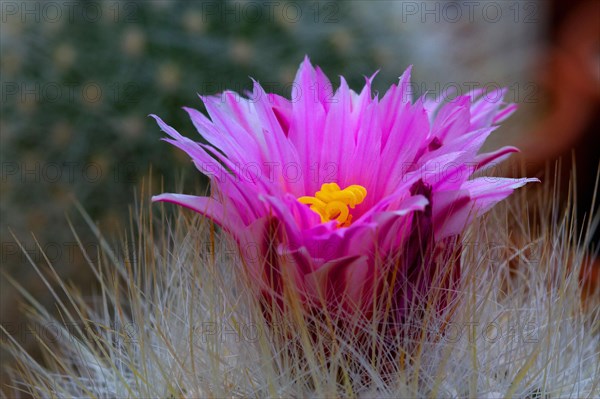 Thelocactus macdowellii