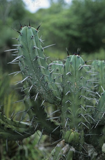 Blueberry cactus