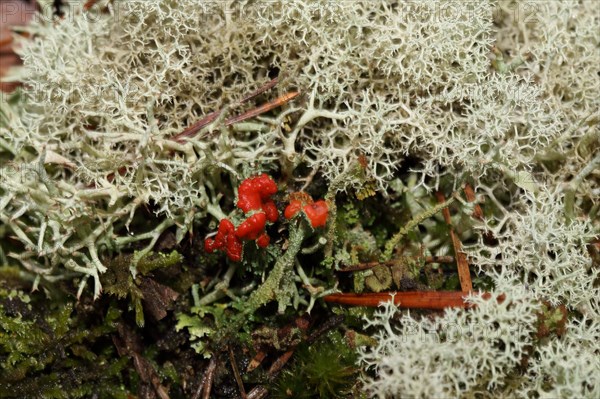Scarlet cup lichen