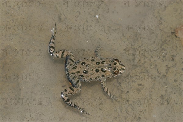 Fire-bellied toad