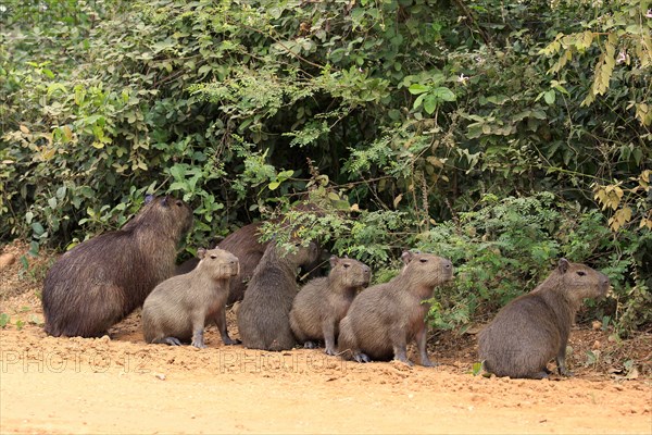 Capybara