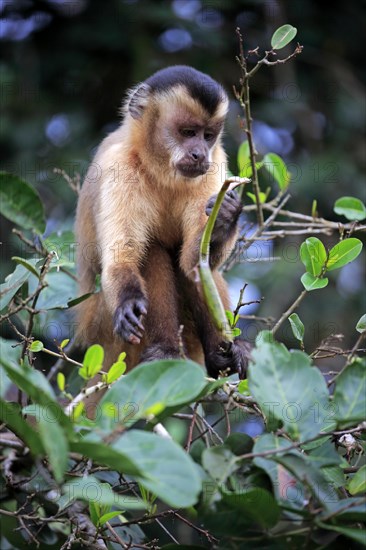 Tufted capuchin