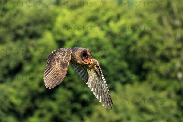 Sao Tome Barn Owl