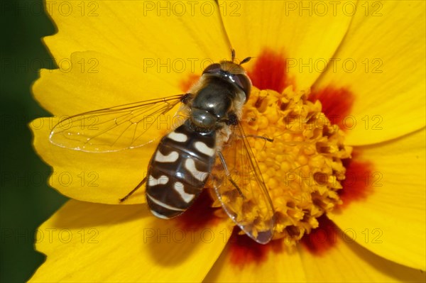 Late Large-fronted Hoverfly