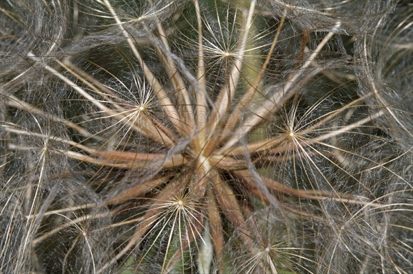 Meadow goatsbeard