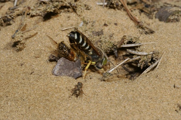 Beaked gyro wasp