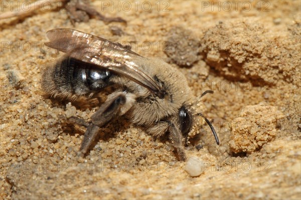 Grey-backed mining-bee