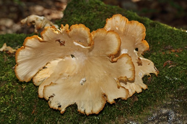 Oyster mushroom