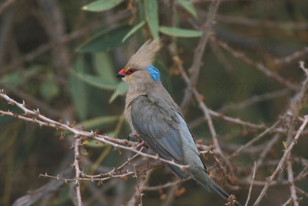 Blue-naped Mousebird