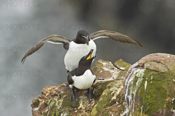 Razorbill