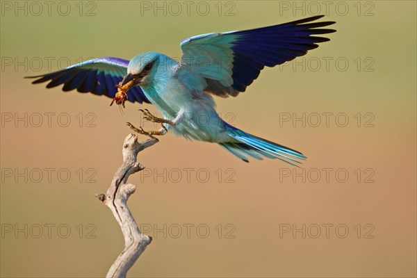 Blue european roller