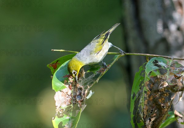 Grey-backed White-eye