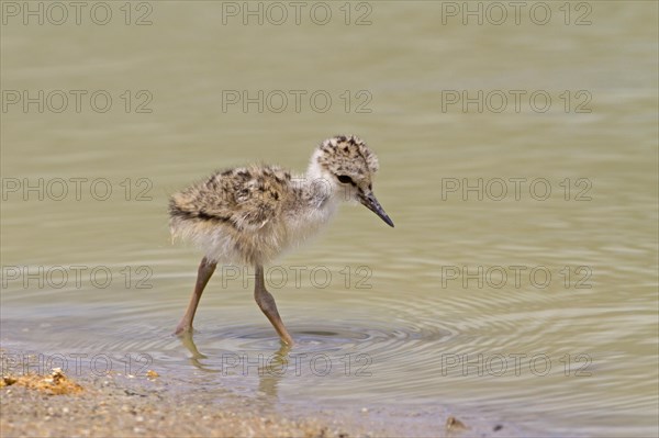 Black-winged Stilt