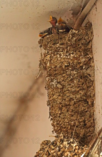 Barn Swallow