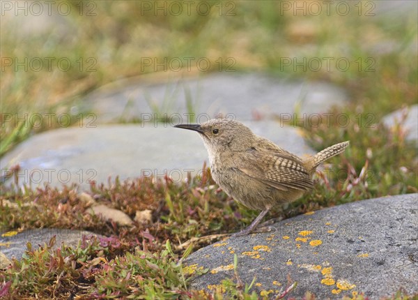 Cobb's Wren