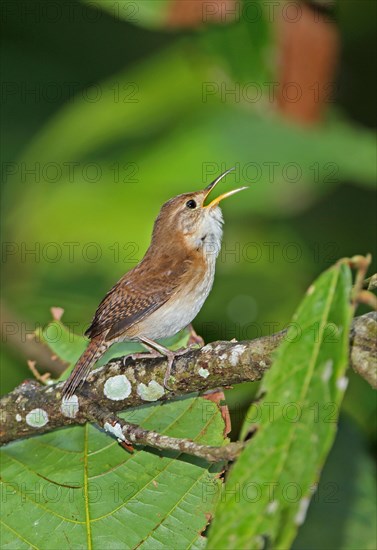 Southern House Wren