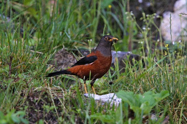 Chestnut thrush