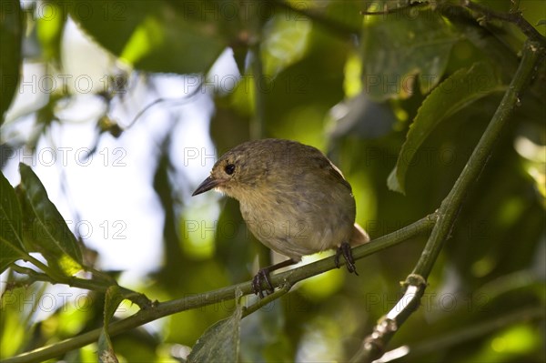 Warbler Finch