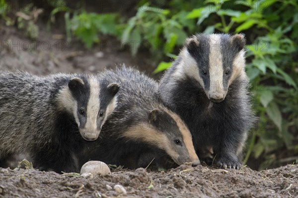 Eurasian Badger